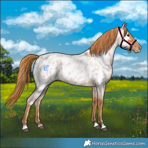 Horse Color:Red Roan Appaloosa 