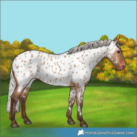 Horse Color:Silver Brown Dun Appaloosa