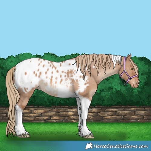 Horse Color:Red Dun Tobiano Appaloosa 