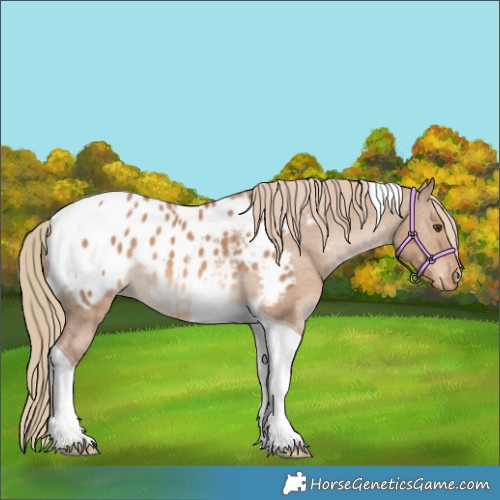 Horse Color:Red Dun Tobiano Blanket