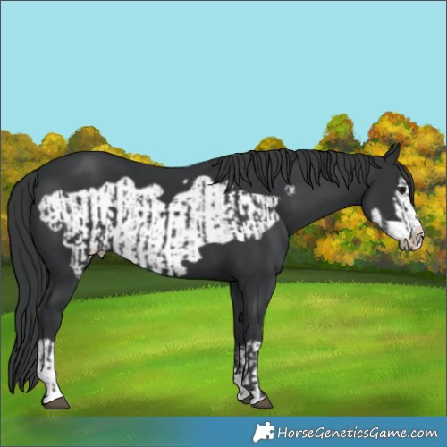 Horse Color:Black  and Black Frame 