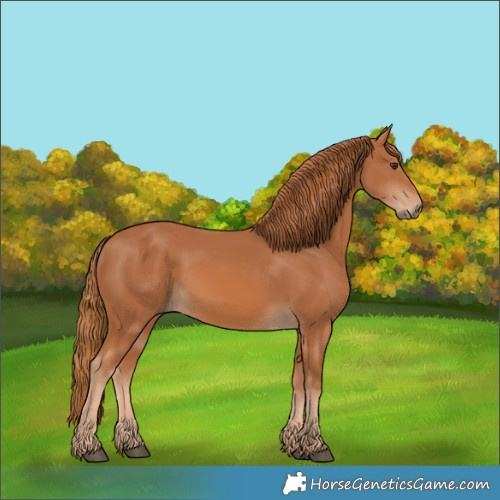Horse Color:Chestnut 
