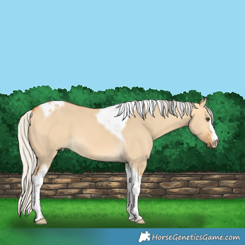 Horse Color:Silver Buckskin Dun Sabino Tobiano 