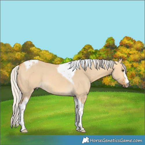 Horse Color:Silver Buckskin Dun Sabino Tobiano 