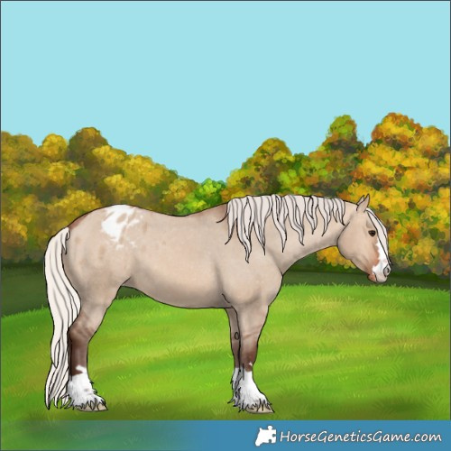 Horse Color:Silver Brown Dun Appaloosa 