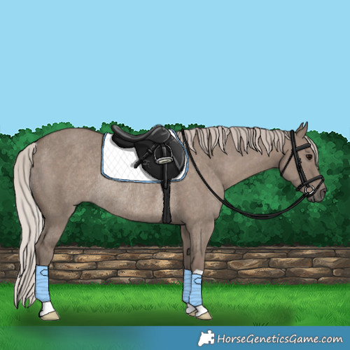 Horse Color:Silver Grullo Rabicano 