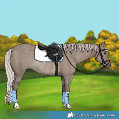 Horse Color:Silver Grullo Rabicano