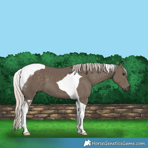 Horse Color:Silver Smoky Black Tobiano 