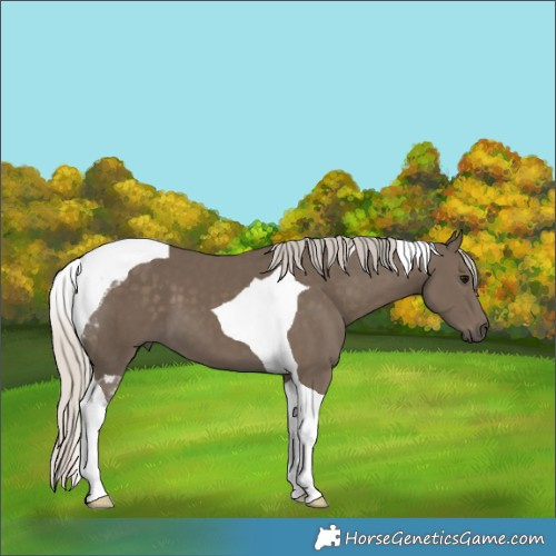 Horse Color:Silver Smoky Black Tobiano 