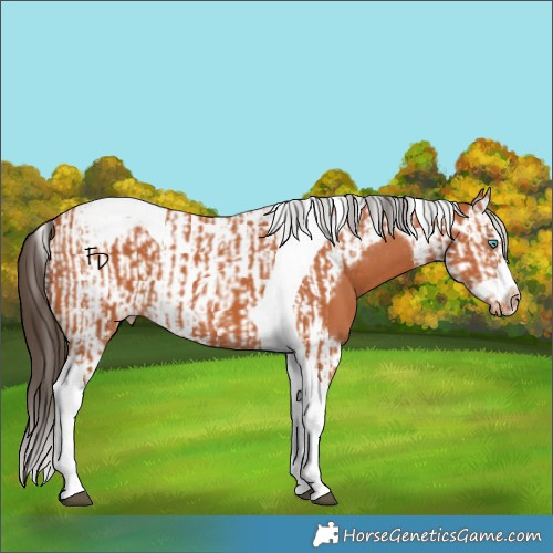 Horse Color:Bay Splash Tobiano Appaloosa  and Bay Splash Tobiano Frame Appaloosa 