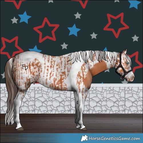 Horse Color:Bay Splash Tobiano Appaloosa  and Bay Splash Tobiano Frame Appaloosa 