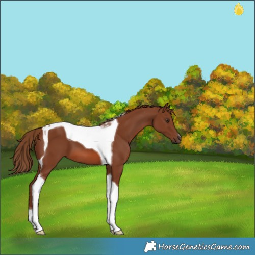 Horse Color:Chestnut Tobiano 