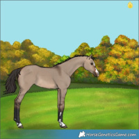 Horse Color:Bay Dun 