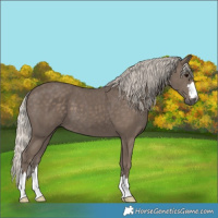 Horse Color:Silver Black