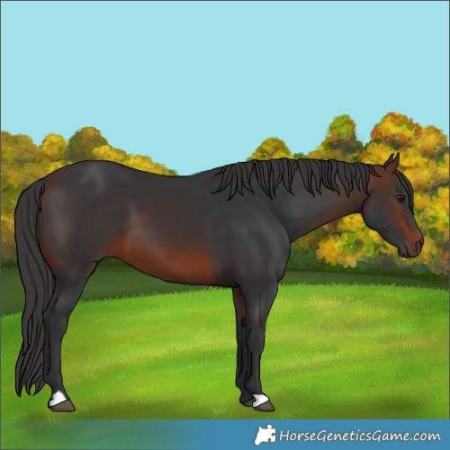 Horse Color:Brown 