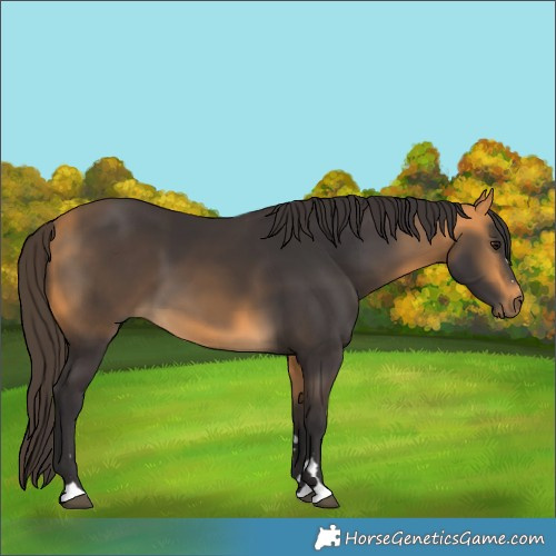 Horse Color:Buckskin