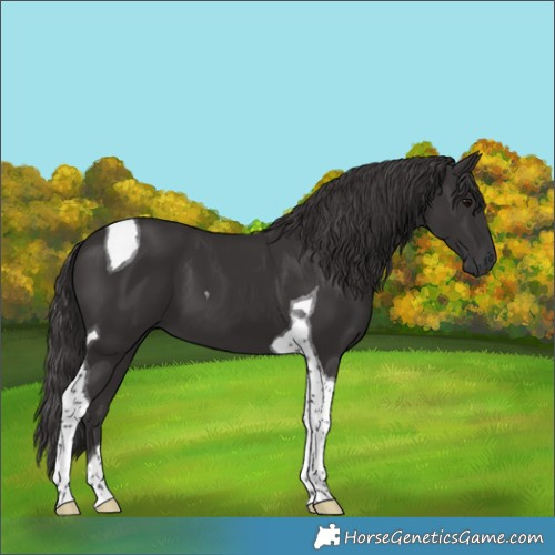Horse Color:Smoky Black Tobiano 