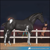 Horse Color:Smoky Black Tobiano