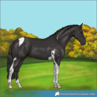 Horse Color:Smoky Black Tobiano 