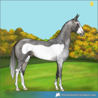 Horse Color:Buckskin Roan Mushroom Sabino Frame 