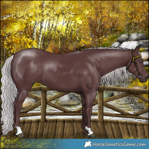 Horse Color:Chocolate Silver Black Chinchilla 