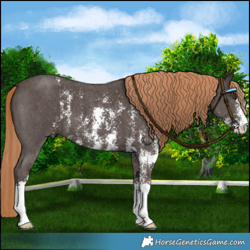 Horse Color:Liver Chestnut Sabino 