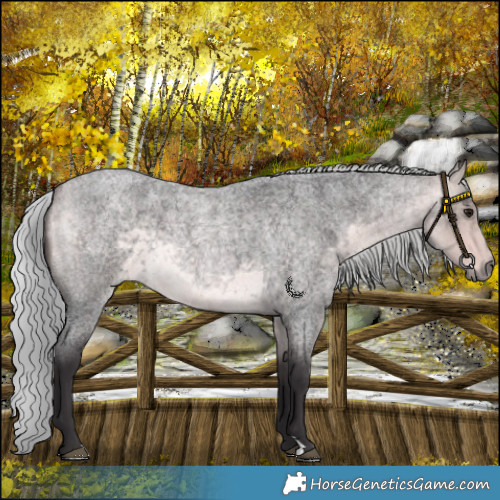 Horse Color:Platinum Silver Buckskin Roan 
