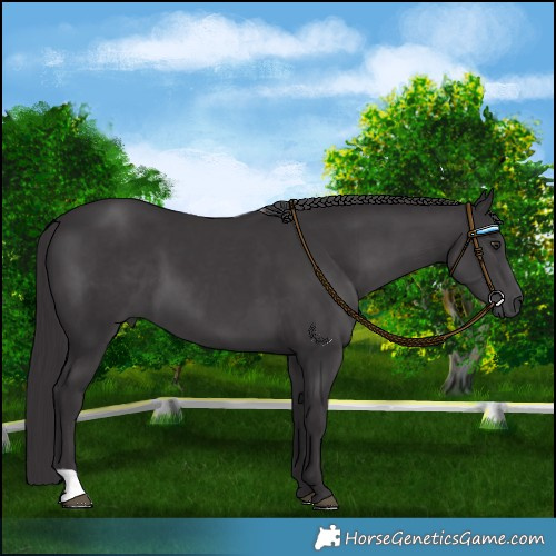 Horse Color:Smoky Black Chinchilla 