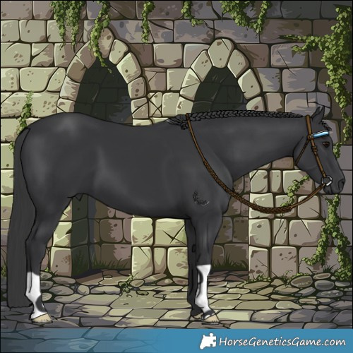 Horse Color:Black 
