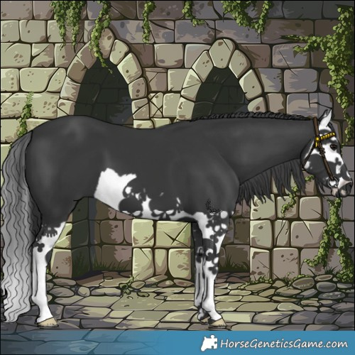 Horse Color:Black Splash 