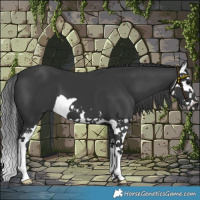 Horse Color:Black Splash 