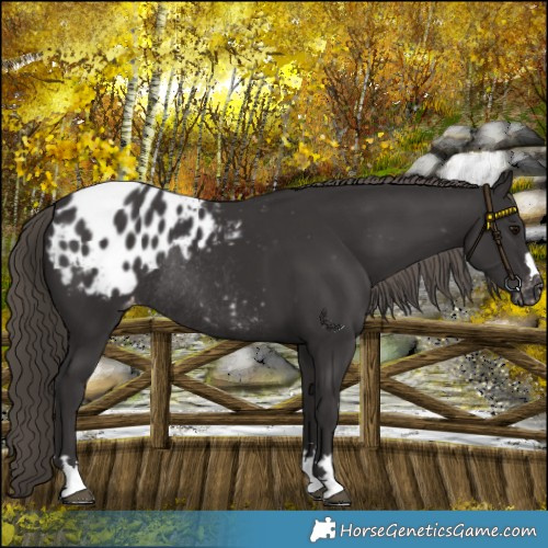 Horse Color:Smoky Black Blanket Rabicano 