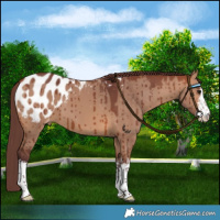 Horse Color:White Spotted Chocolate Bay Dun Blanket Brindle