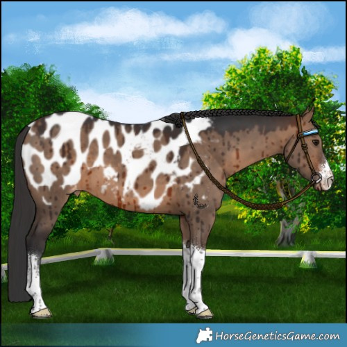 Horse Color:White Spotted Brown Dun Appaloosa Brindle 