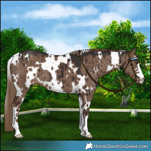 Horse Color:White Spotted Liver Red Dun Varnish Brindle 
