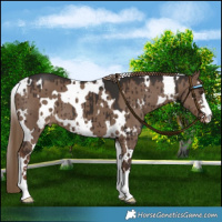 Horse Color:White Spotted Liver Red Dun Varnish Brindle 
