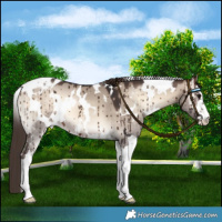 Horse Color:White Spotted Brown Onyx Mushroom Appaloosa Brindle 