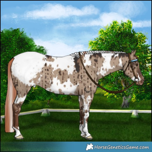 Horse Color:White Spotted Liver Red Dun Snowcap Brindle 