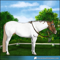 Horse Color:White Spotted Chocolate Palomino Dun Tobiano Near Fewspot Brindle 