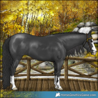 Horse Color:Black 
