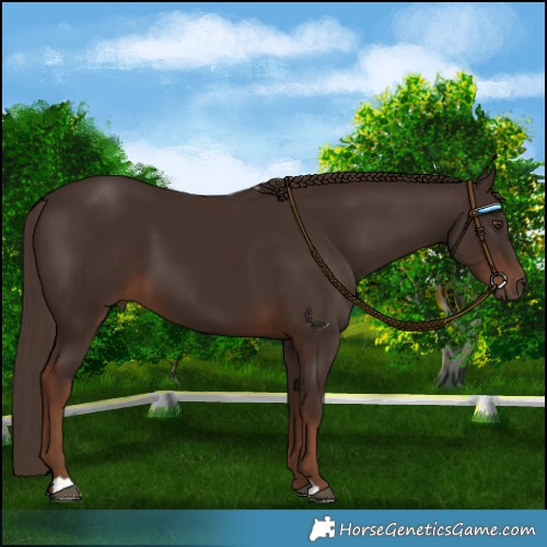 Horse Color:Liver Chestnut 