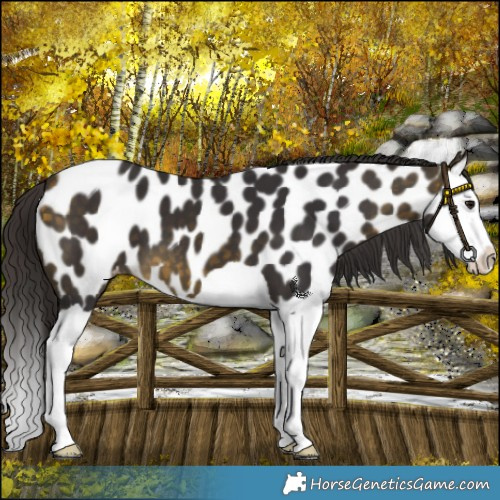 Horse Color:Buckskin Splash Near Leopard 