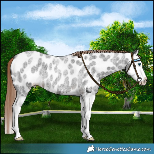 Horse Color:Liver Red Roan Splash Leopard 