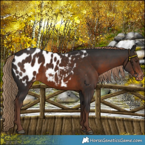 Horse Color:Liver Chestnut Appaloosa Rabicano