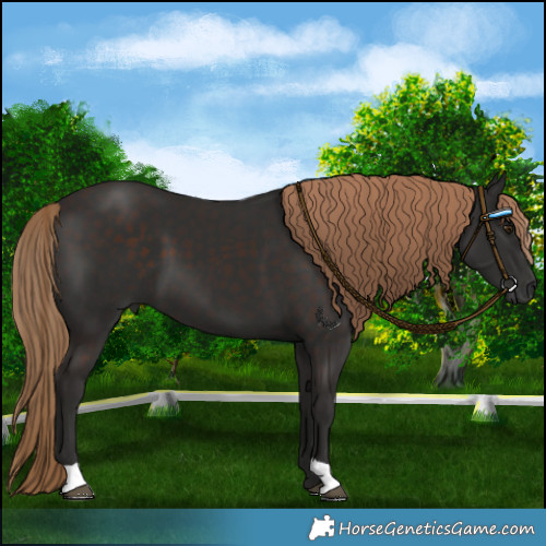 Horse Color:Liver Chestnut 