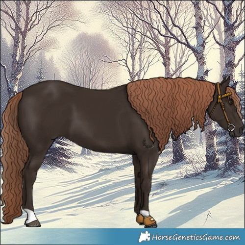 Horse Color:Liver Chestnut 