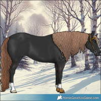Horse Color:Liver Chestnut 