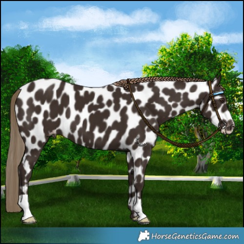 Horse Color:Liver Chestnut Leopard 