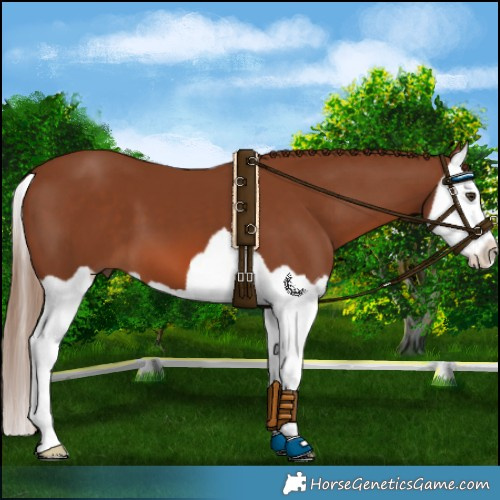 Horse Color:Chestnut Splash