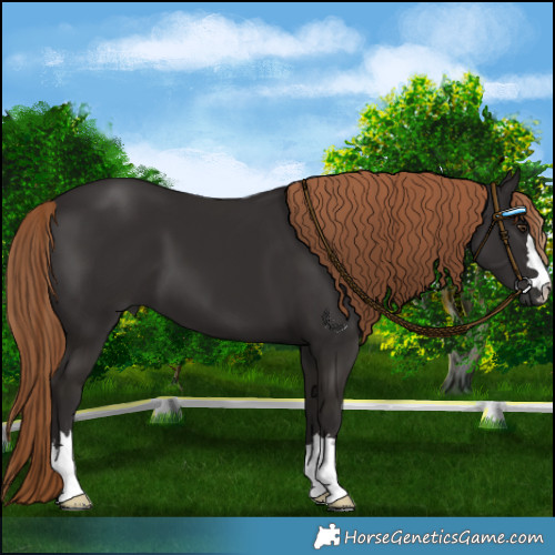 Horse Color:Liver Chestnut